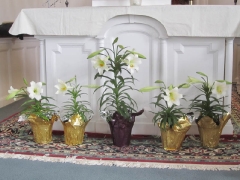 01-lilies-img_2549